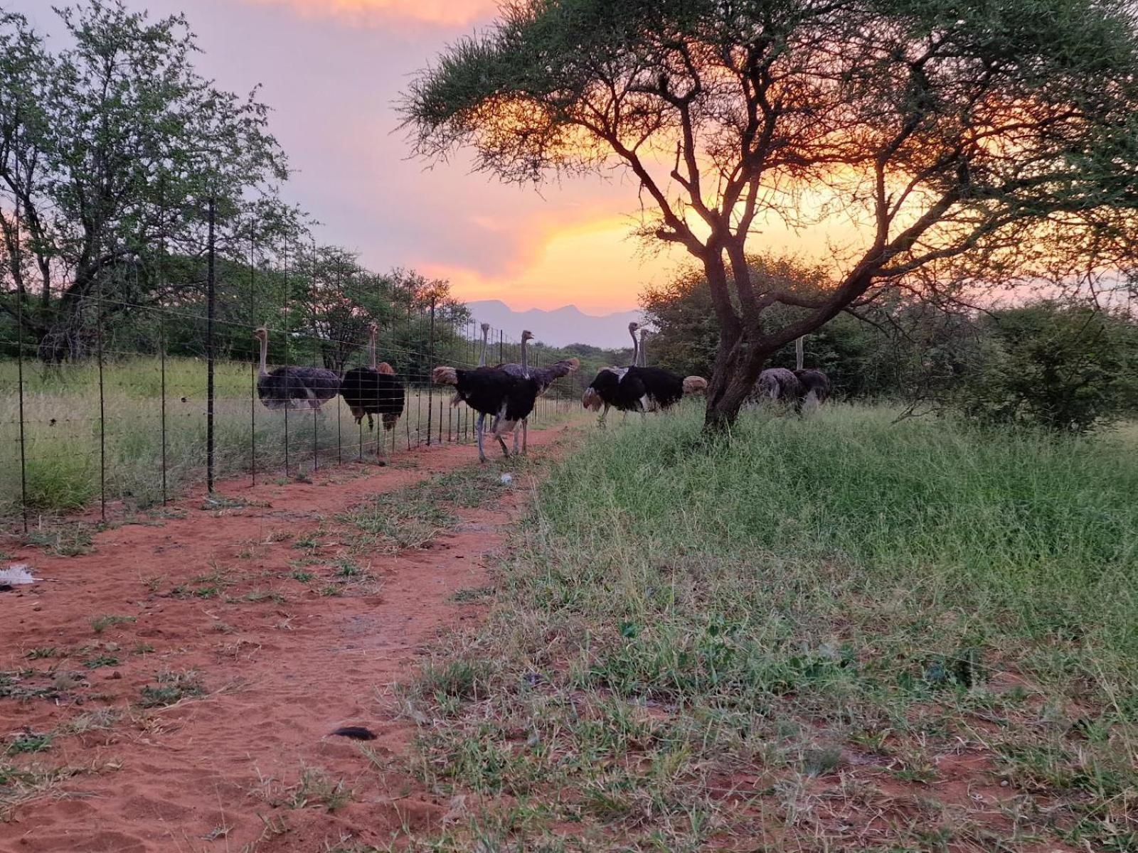 Thandolwami Bushlodge & Spa Hoedspruit Exterior foto